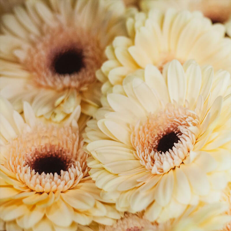 Bulk Gerbera Bulk Gerbera