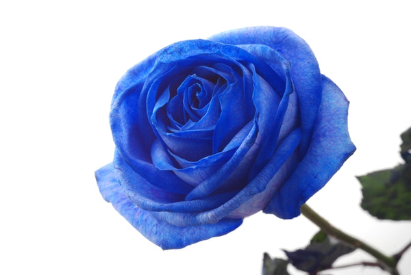 Rose Blue – Bunches Direct Canada