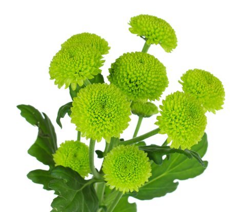 Chrysanthemum Button Green