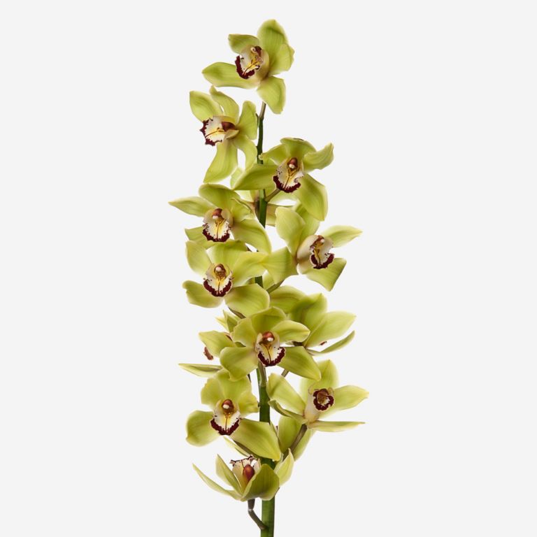 Cymbidium Orchid Large Green