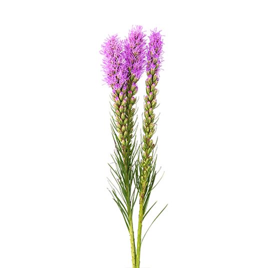 Liatris Purple