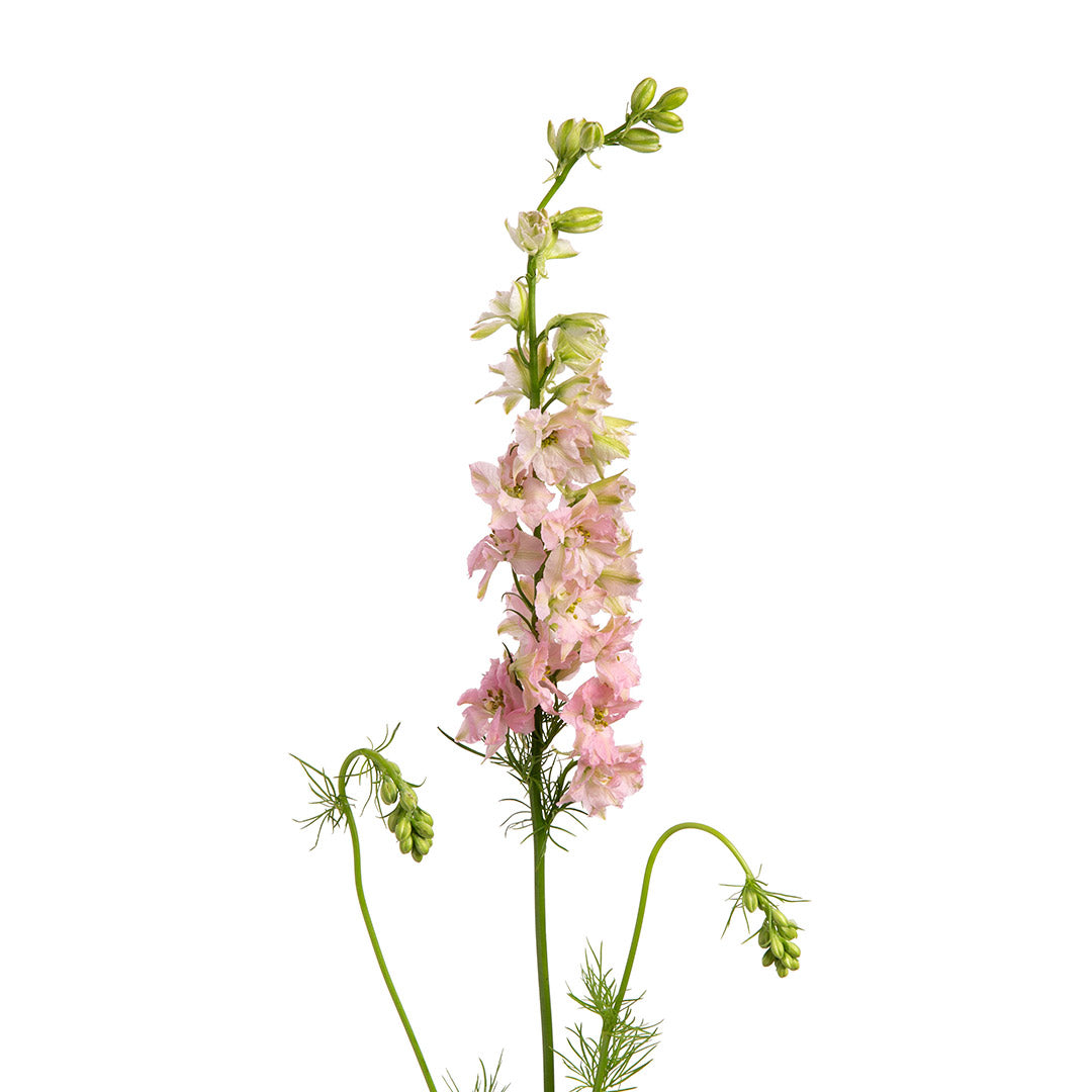 Larkspur Light Pink