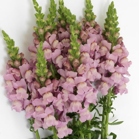 Snapdragons Lavender