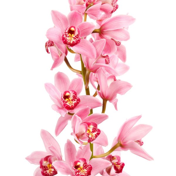 Cymbidium Orchid Large Pink