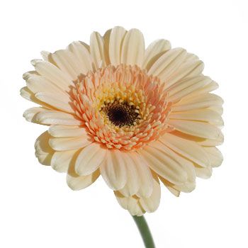 Gerbera Peach