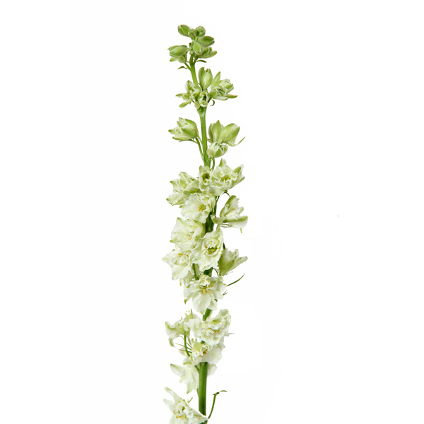 Larkspur White