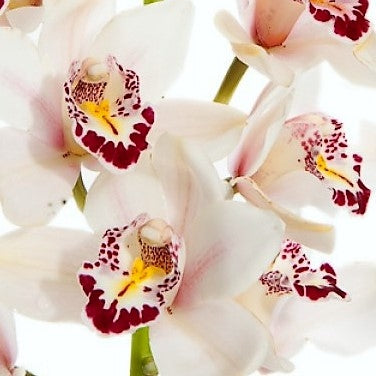 Cymbidium Orchid Mini White