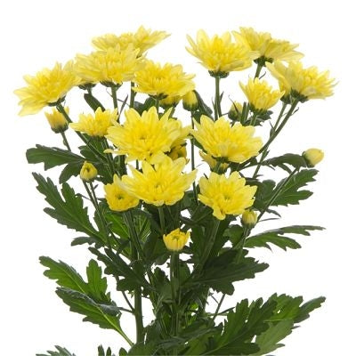 Chrysanthemum Flat Cushion Yellow