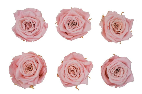 Blush Pink Roses – Bunches Direct Canada