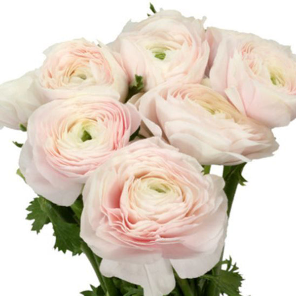 Ranunculus Blush Pink Bunches Direct Canada