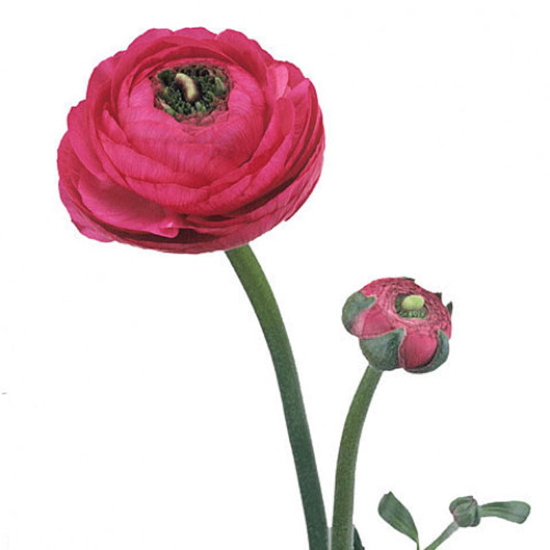 Ranunculus Hot Pink