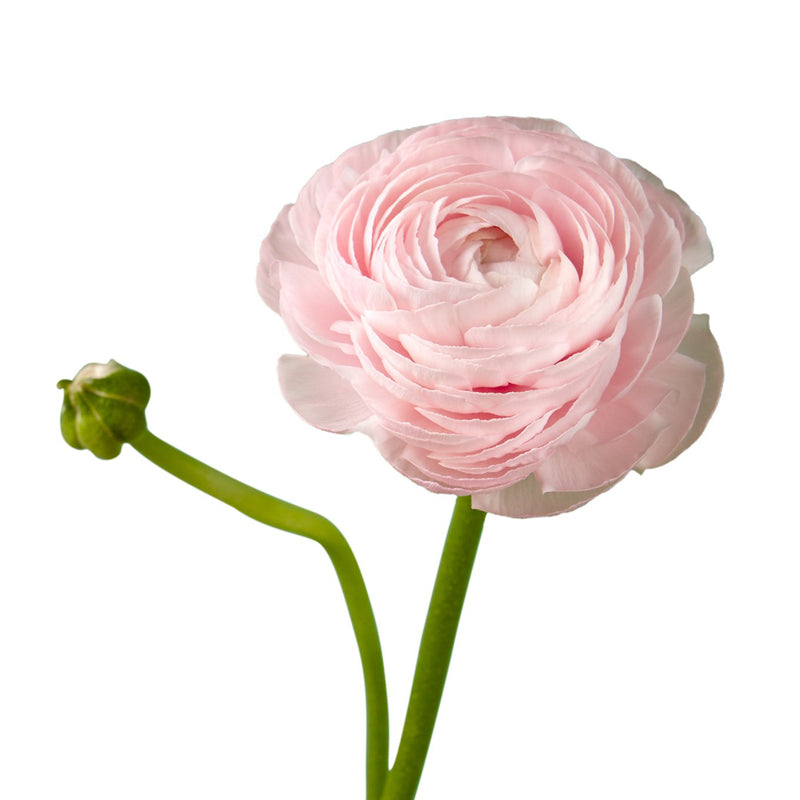 Ranunculus Light Pink