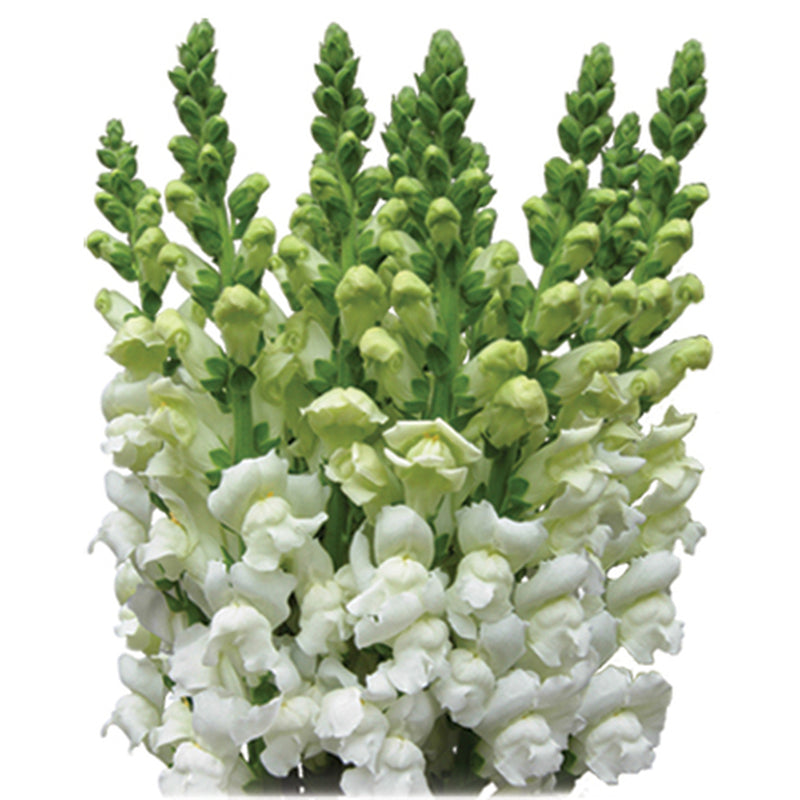 Bulk Snapdragons