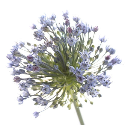 Allium Lavender