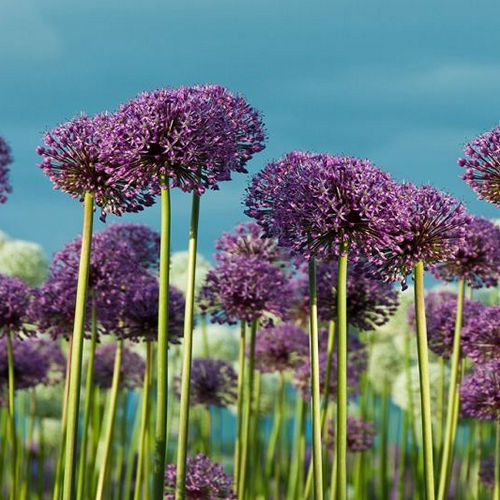 Allium Purple