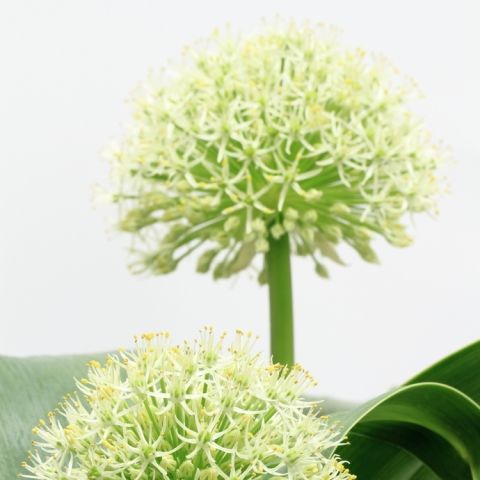 Allium White