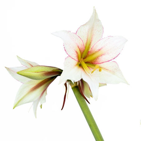 Amaryllis White