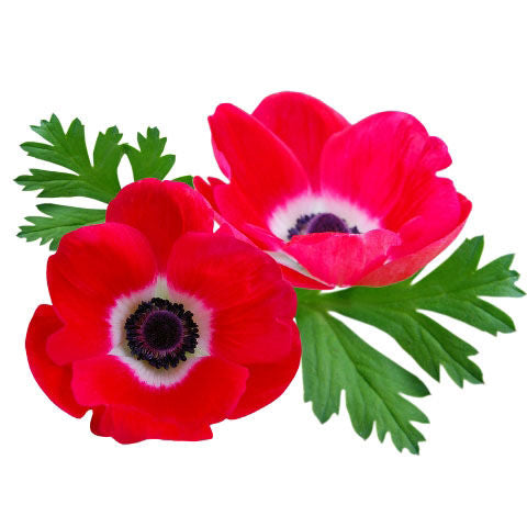 Anemone Red