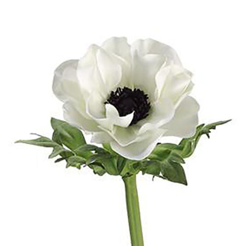 Anemone White