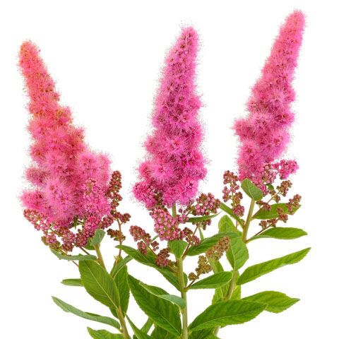 Astilbe Hot Pink