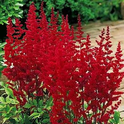 Astilbe Red