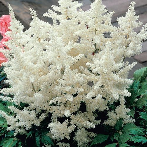 Bulk Astilbe