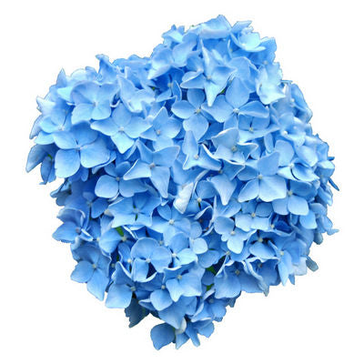 Hydrangea Blue