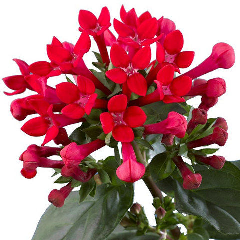 Bouvardia Red