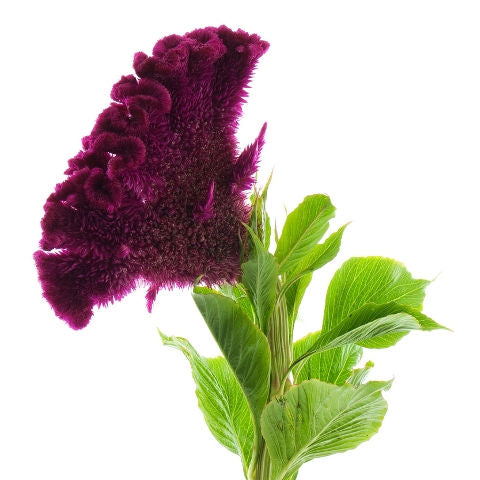 Celosia Purple