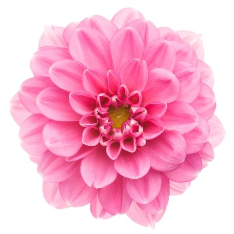 Dahlia Pink