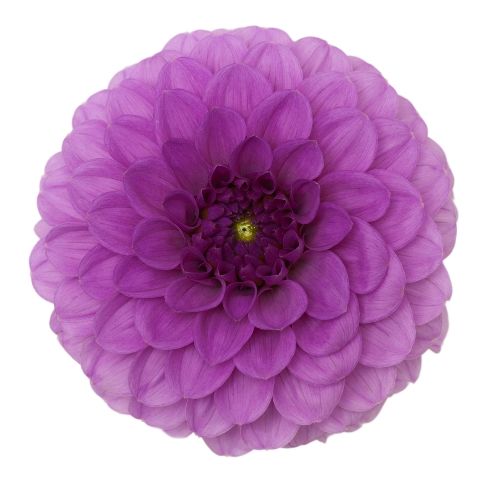 Dahlia Purple