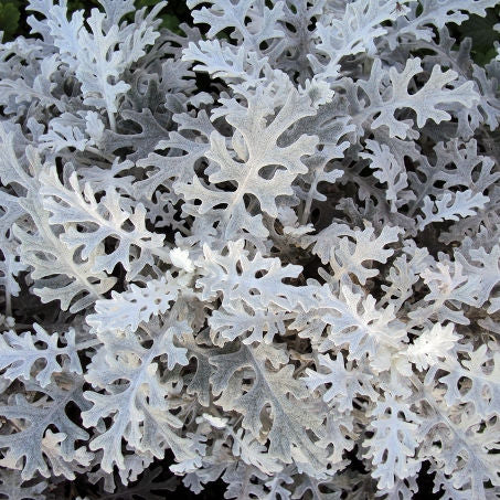 Dusty Miller