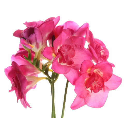 Freesia Pink