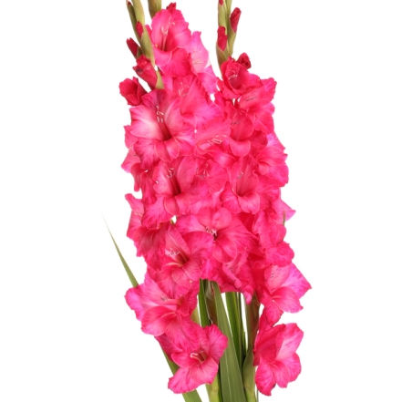 Gladiolus Hot Pink