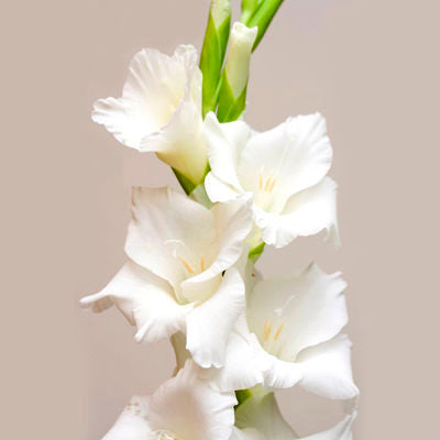 Gladiolus