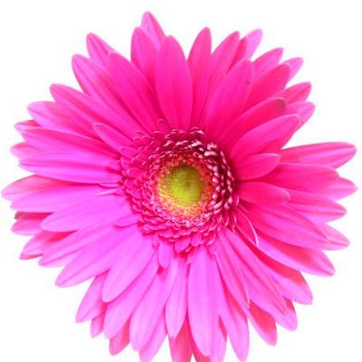 Gerbera Hot Pink Mini