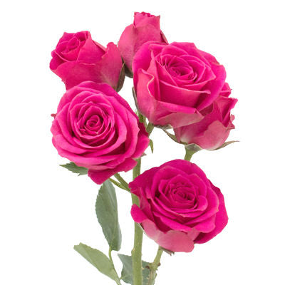 Spray Roses Hot Pink