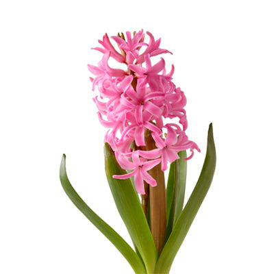 Hyacinth Pink