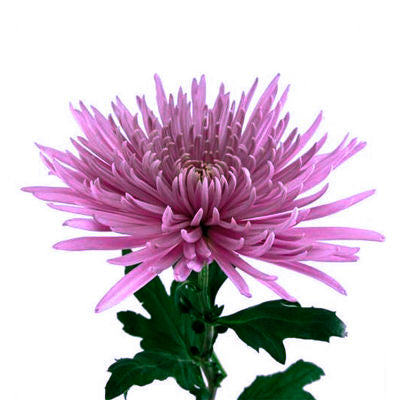 Chrysanthemum Fuji Spider Purple