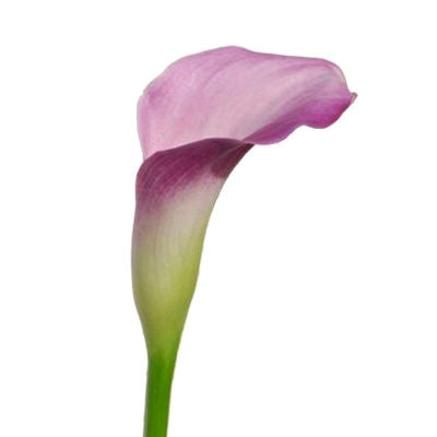 Calla lily Mini Lavender