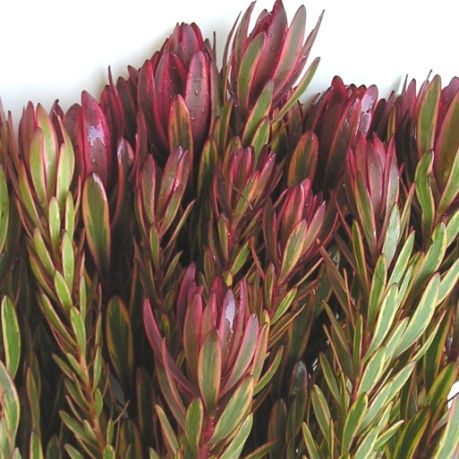 Leucadendron Pink