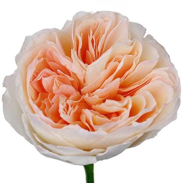 Garden Rose Peach – Bunches Direct Canada