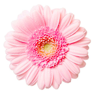 Gerbera Light Pink Mini