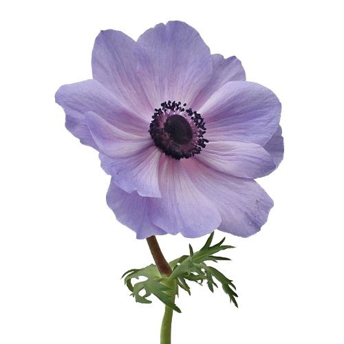 Anemone Lavender