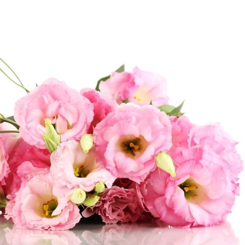 Lisianthus Pink