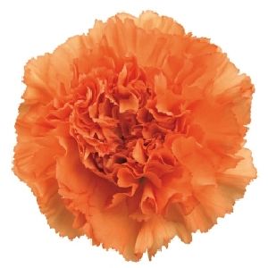 Carnation Orange
