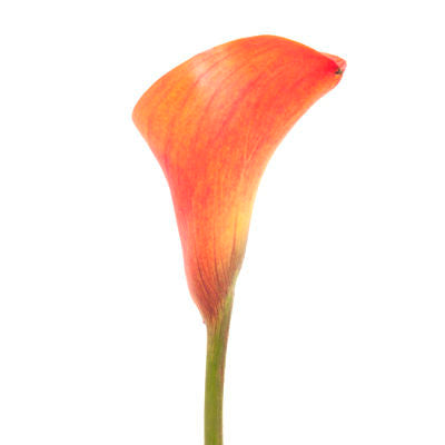 Calla lily Mini Orange