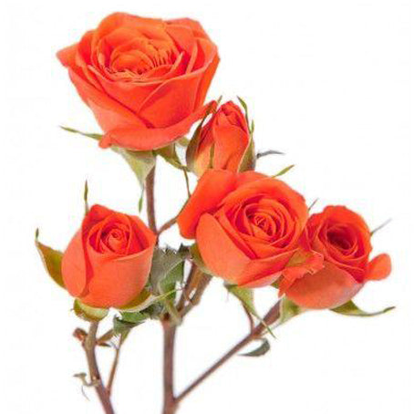 Spray Roses Orange