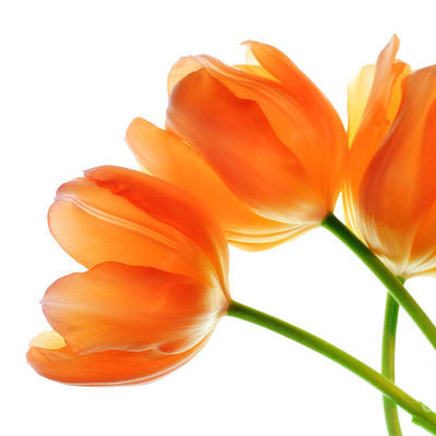 Tulip Orange