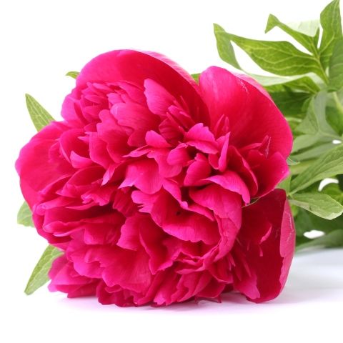 Peony Hot Pink